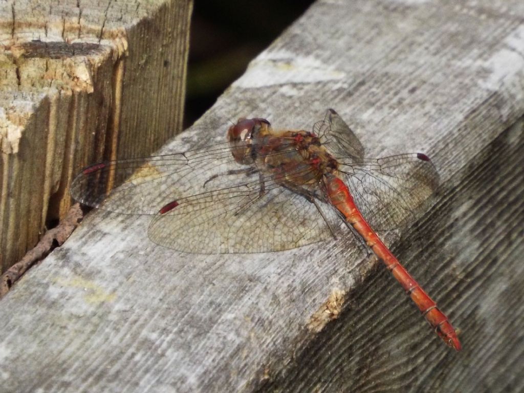 Sympetrum striolatum, maschio